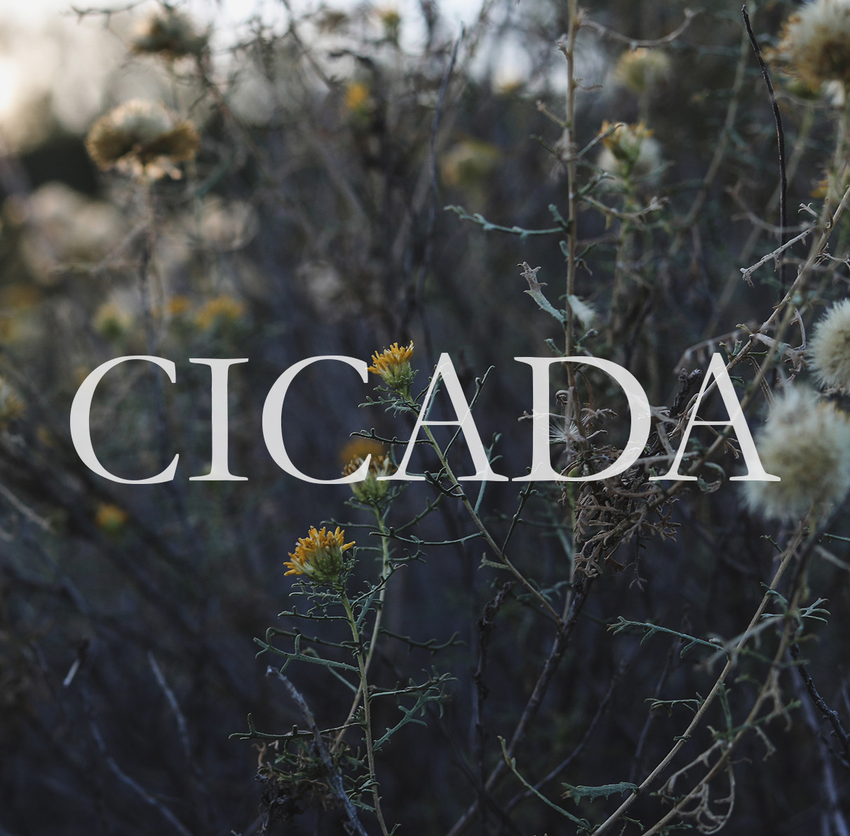 Cicada logo