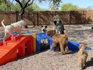 Camp Jimmydog - Vail Az logo